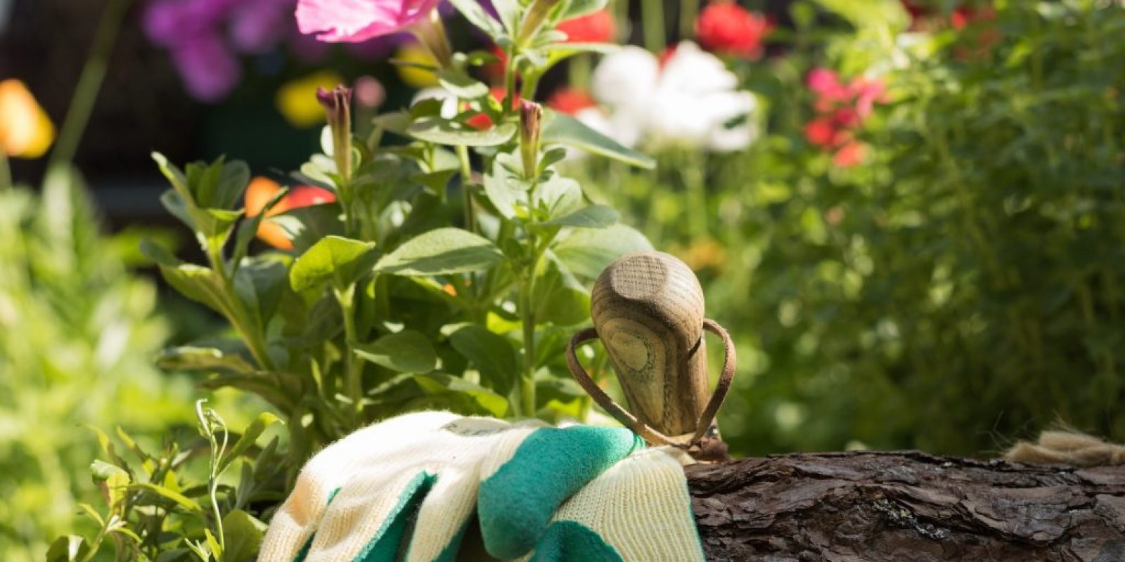 Gartenarbeit im Juni