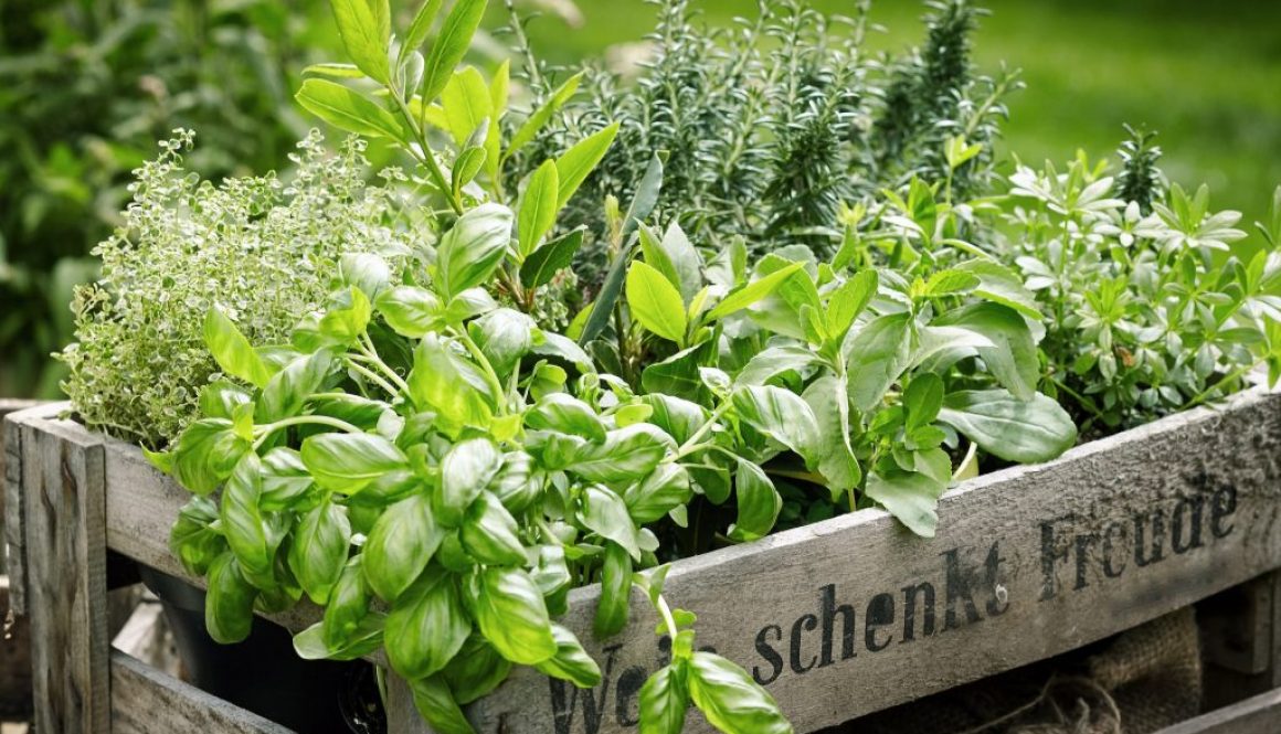 Aromatische Kräuter