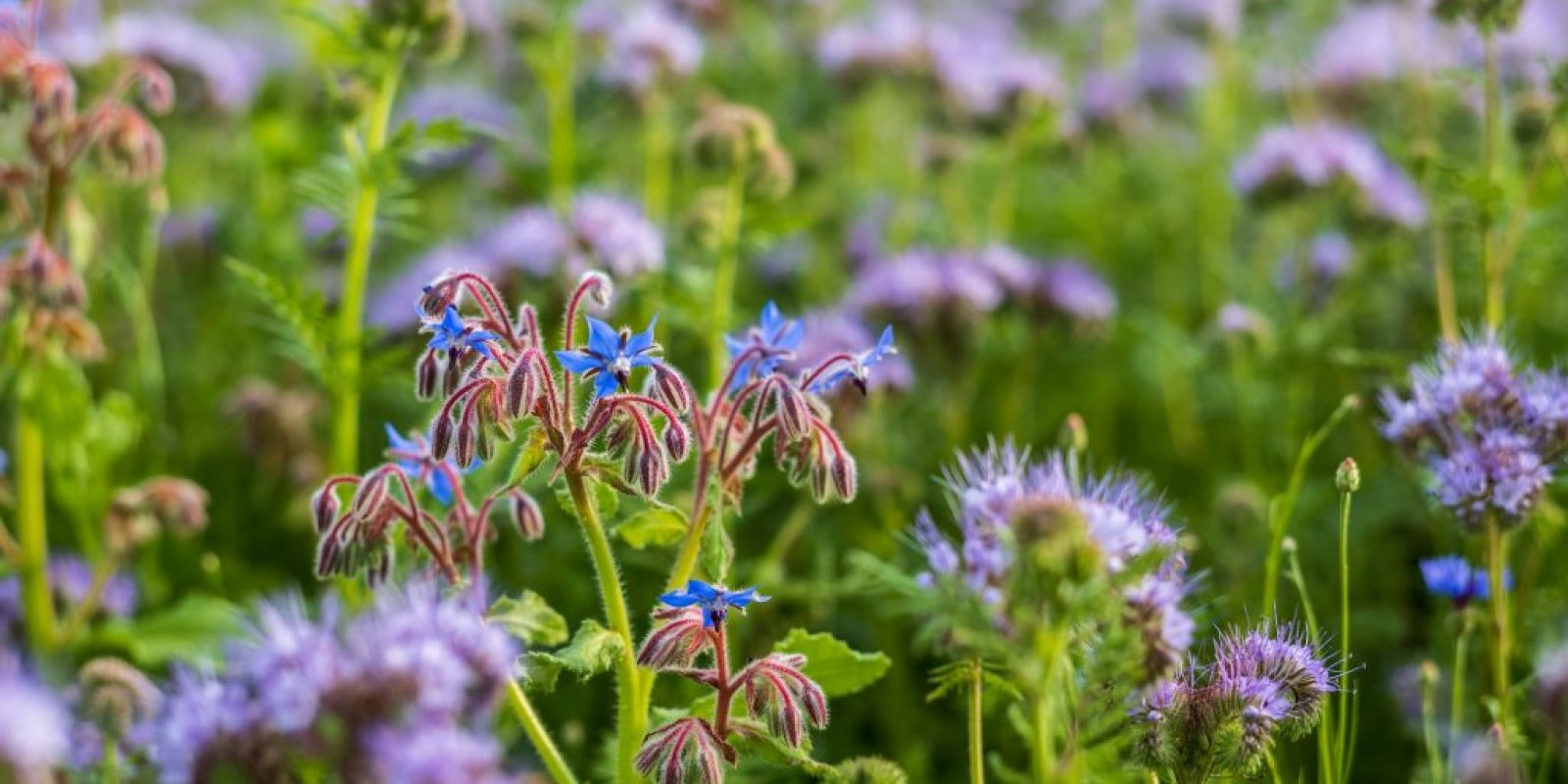 Borretsch (Borago officinalis)