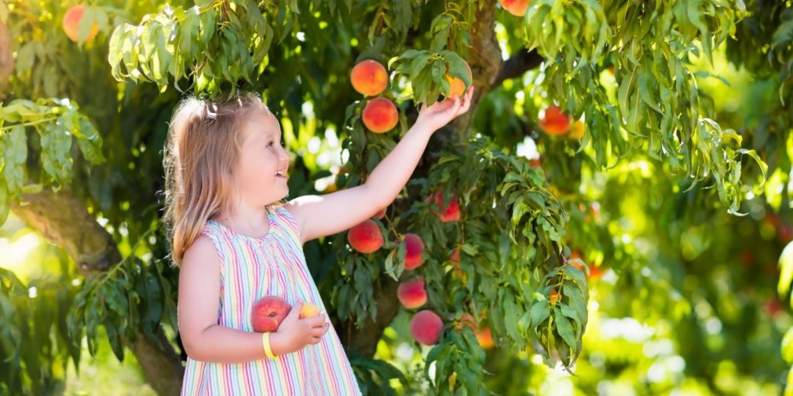 Saisonales Obst