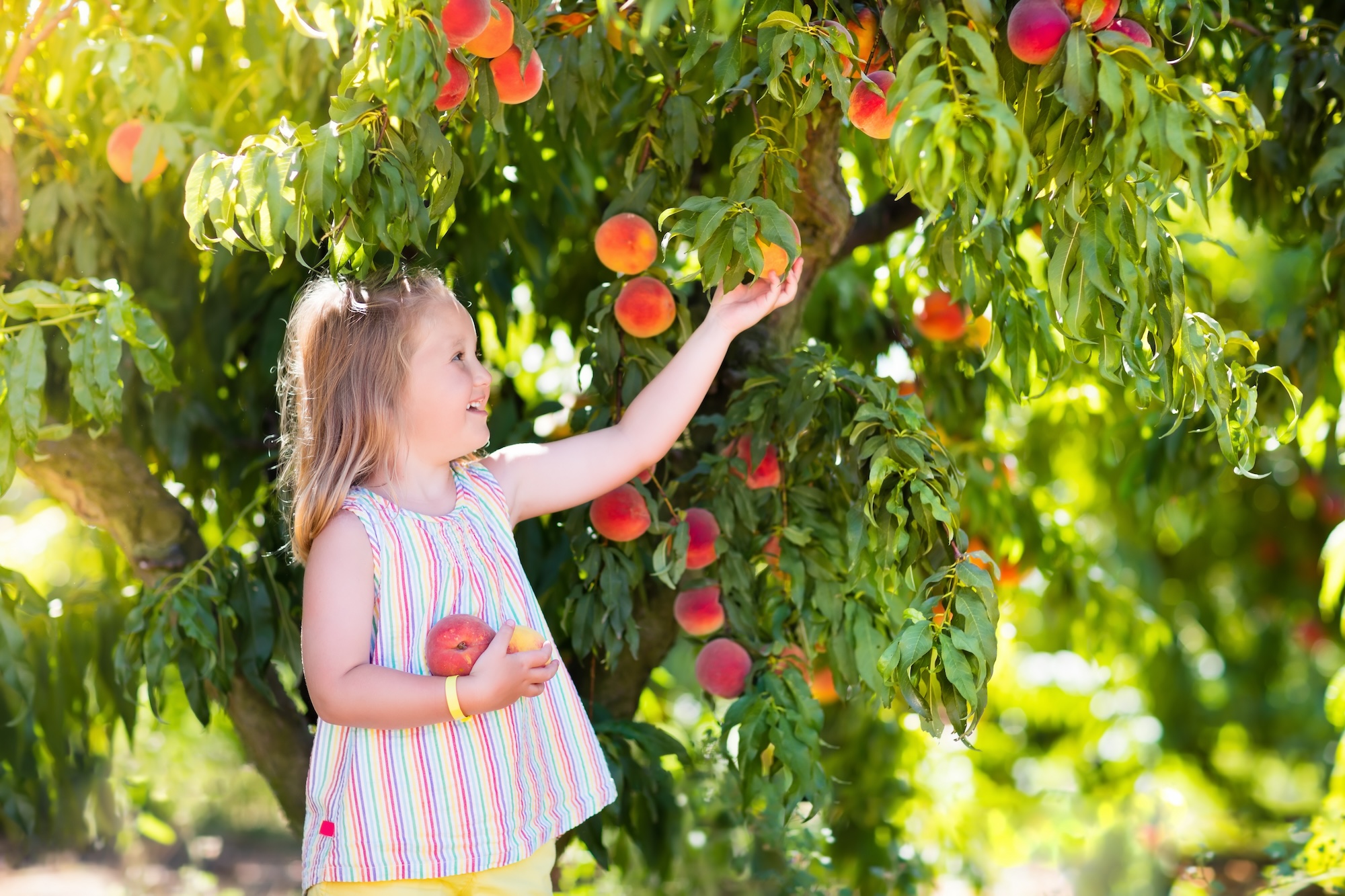 Saisonales Obst Saisonales Obst