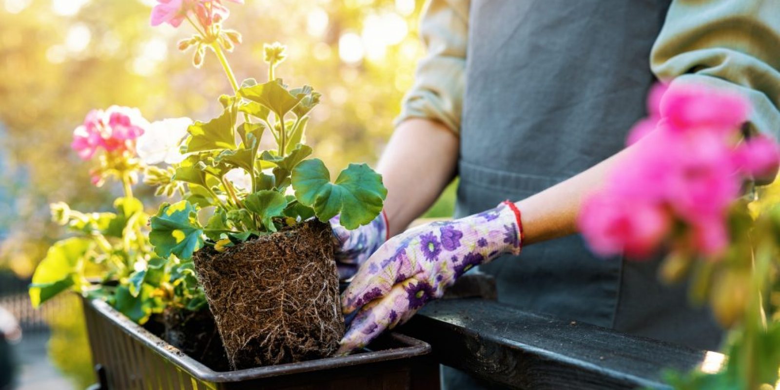 Sommer Pflanzen Balkonkasten