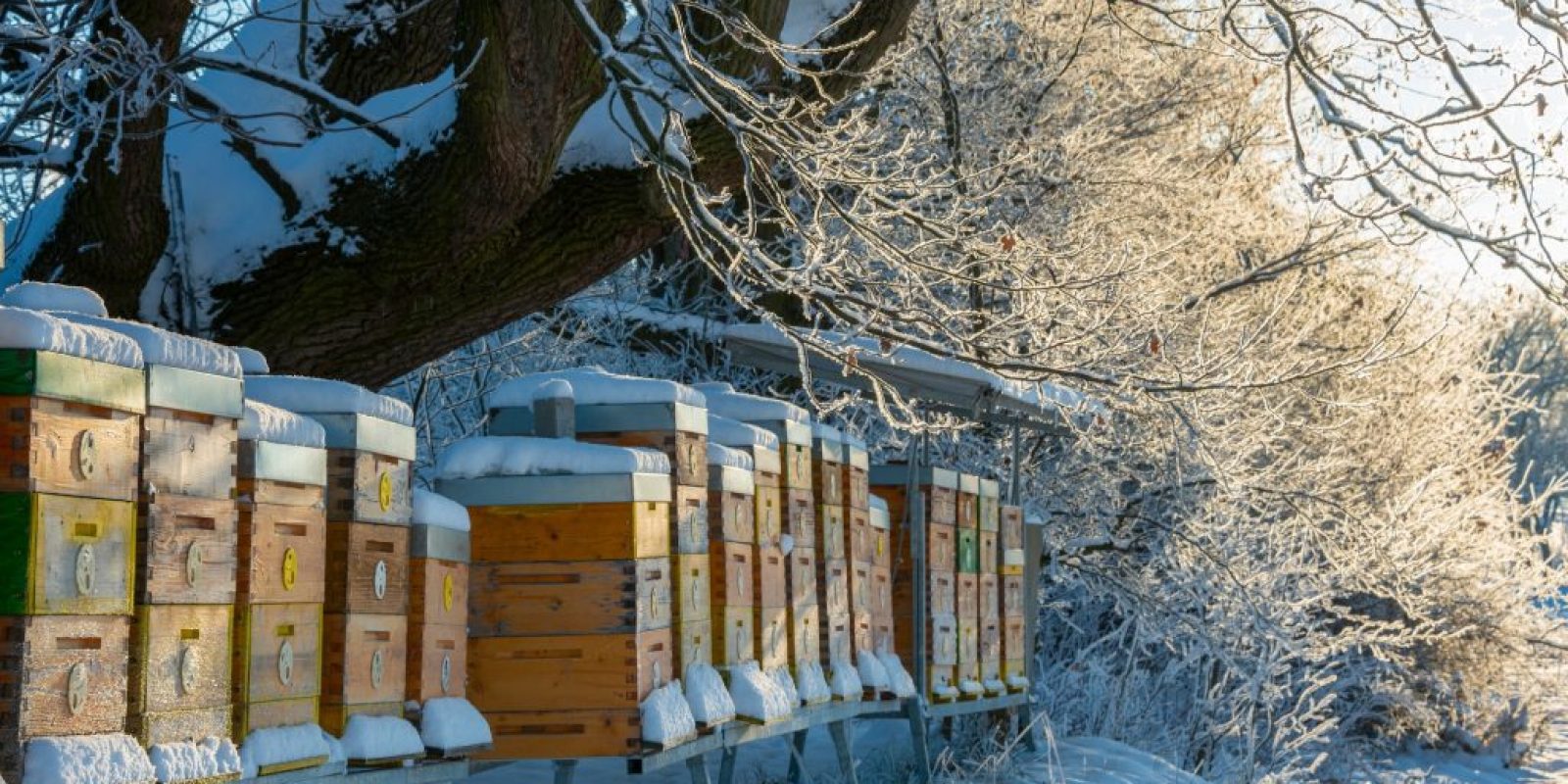 Bienen im Winter
