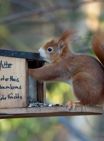 Eichhörnchen-Futterstation selber bauen