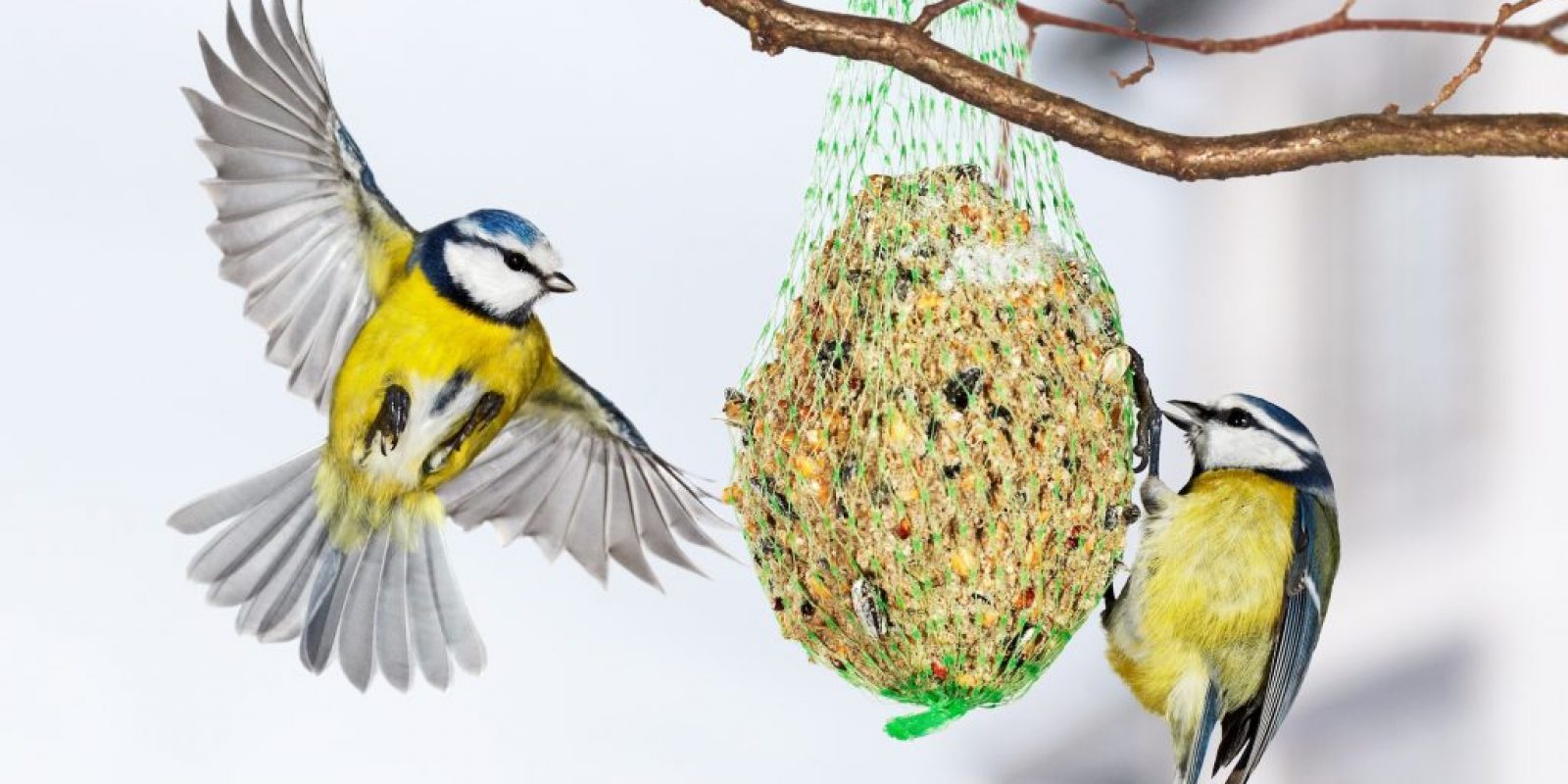 Meisenknödel selbst machen