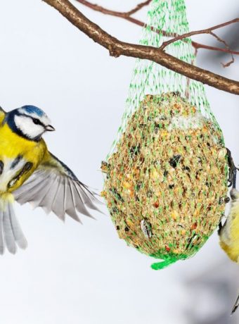 Meisenknödel selbst machen