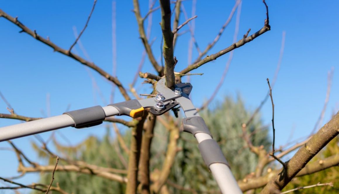 Apfelbäume schneiden