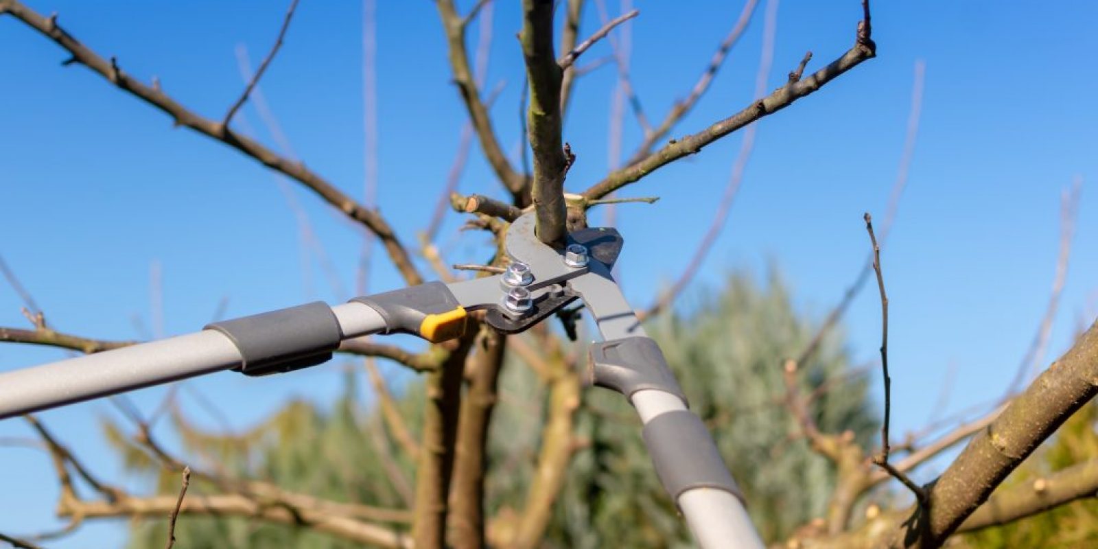 Apfelbäume schneiden