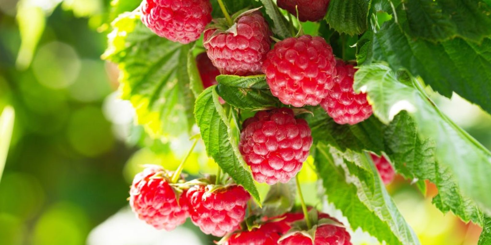 Himbeeren Rezepte