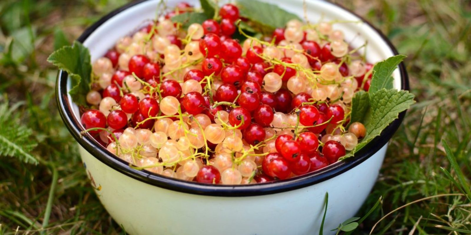 Johannisbeeren Rezepte