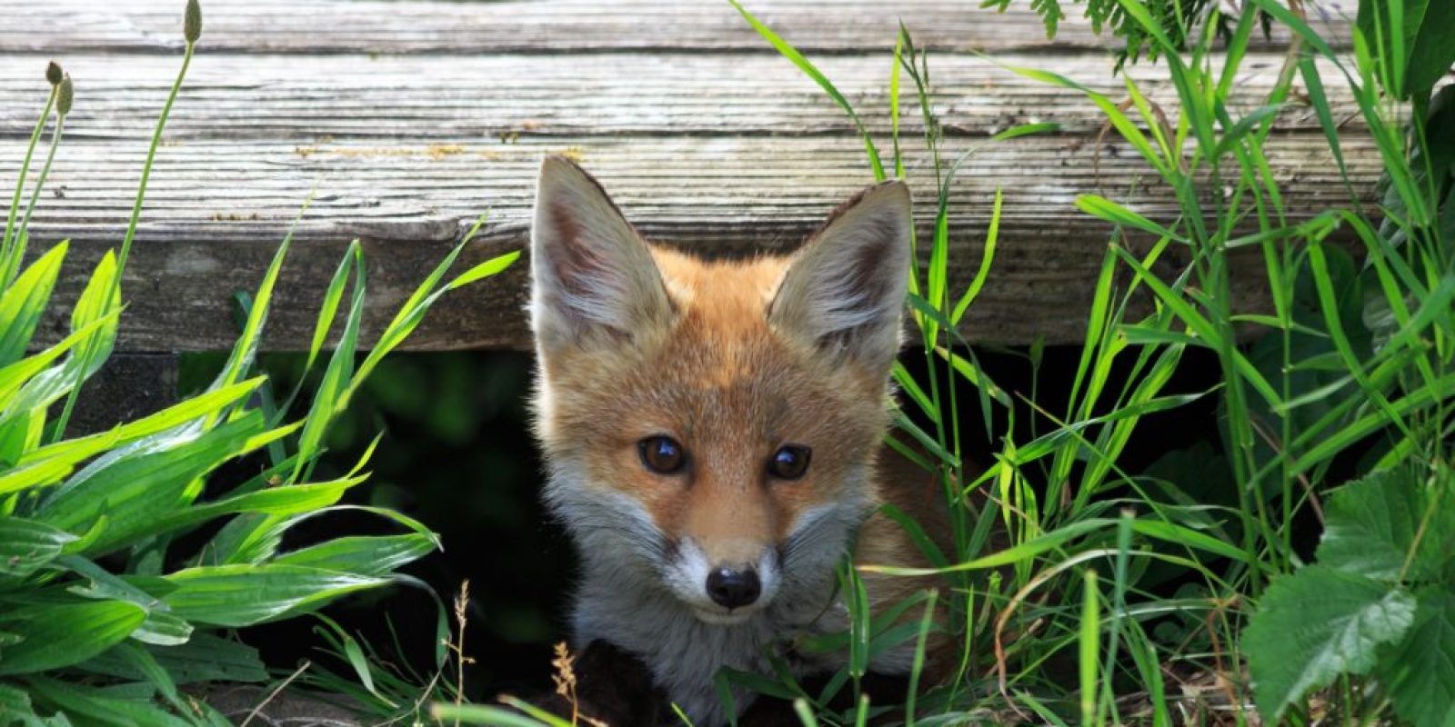 Fuchsbandwurm-Infektionen