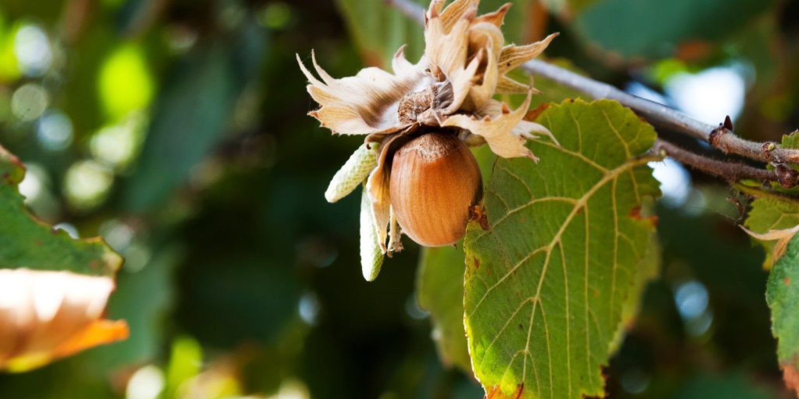 Warum Haselnuss-Preise stark steigen