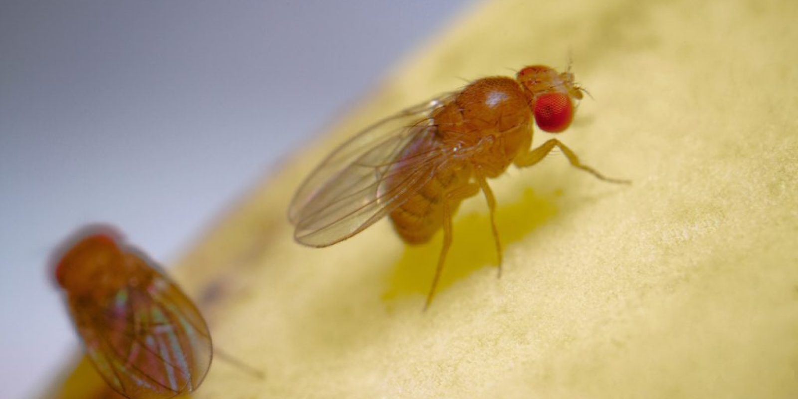 Wie werde ich Fruchtfliegen wieder los?