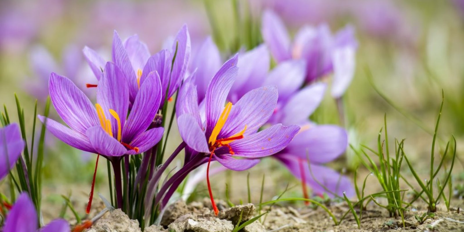 Blumenzwiebeln setzen für das nächste Frühjahr