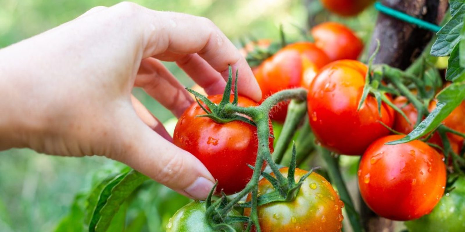 Wann Tomaten ernten?