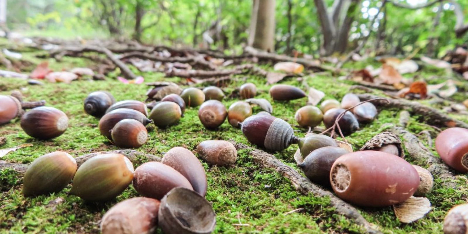 Warum gibt's dieses Jahr so viele Eicheln