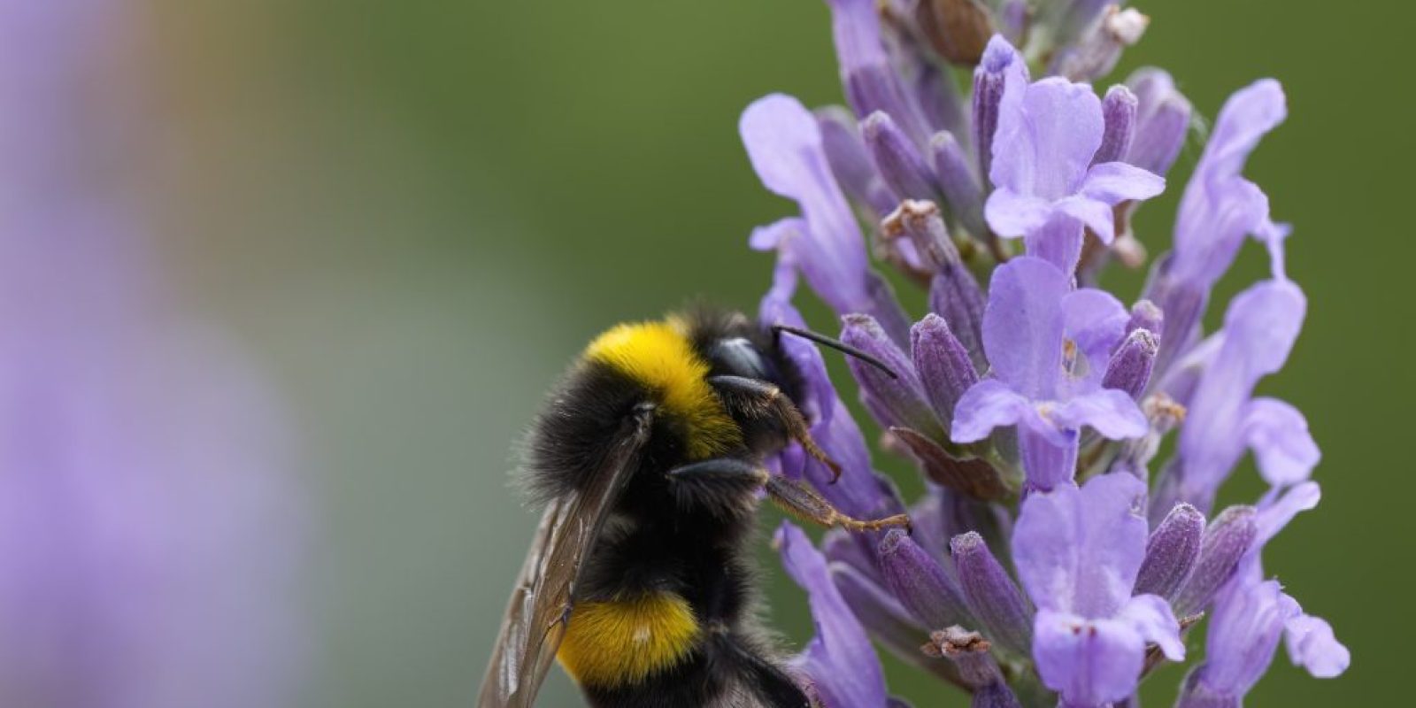 Wildbienen mit riesiger Bedeutung