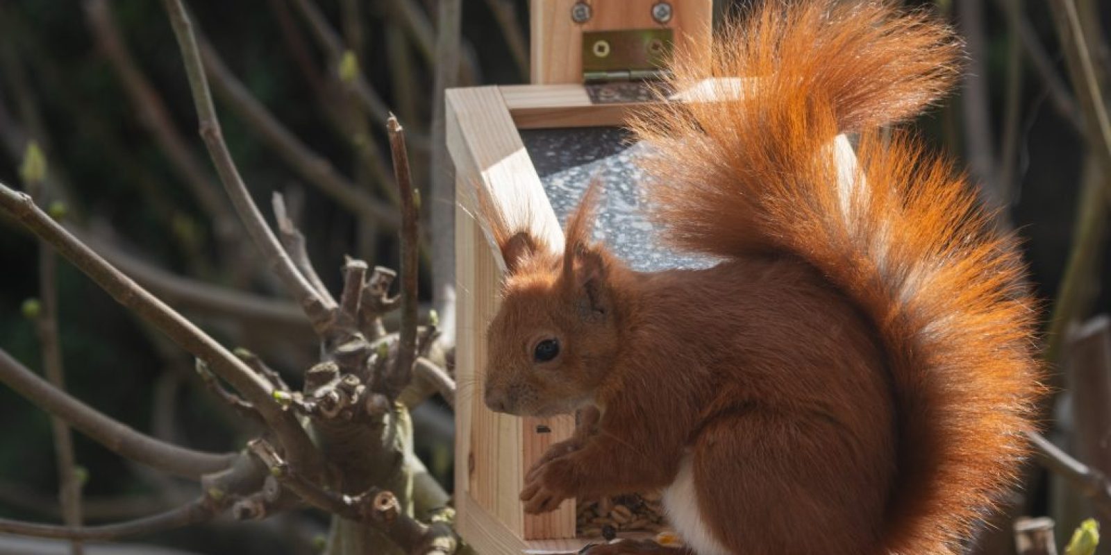 Eichhörnchen im Garten
