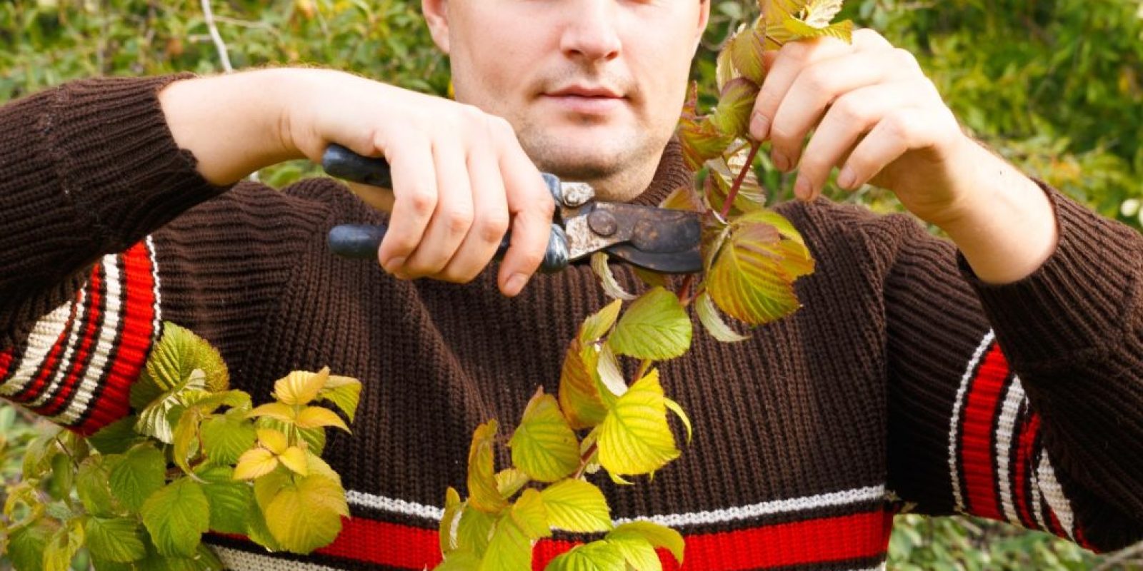 Herbstschnitt von Obst- und Beerensträuchern