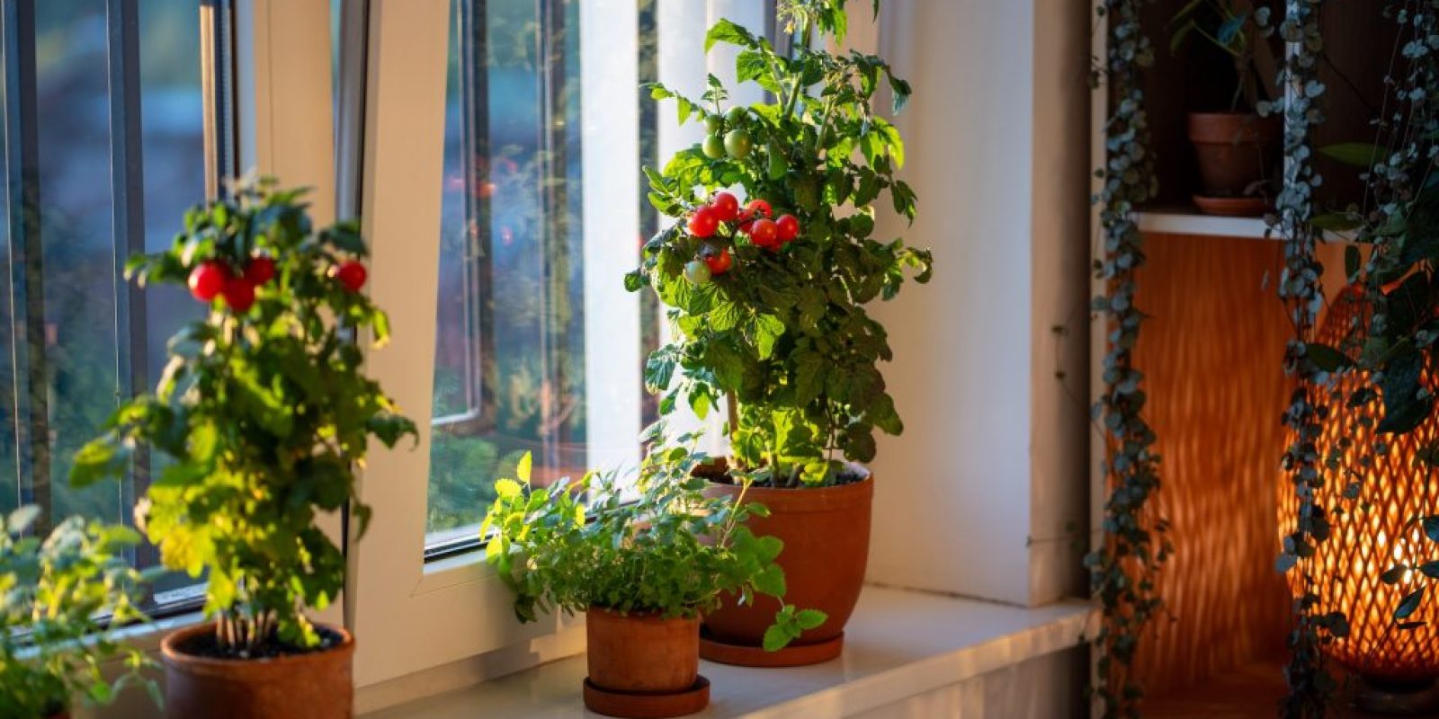 Tomaten überwintern