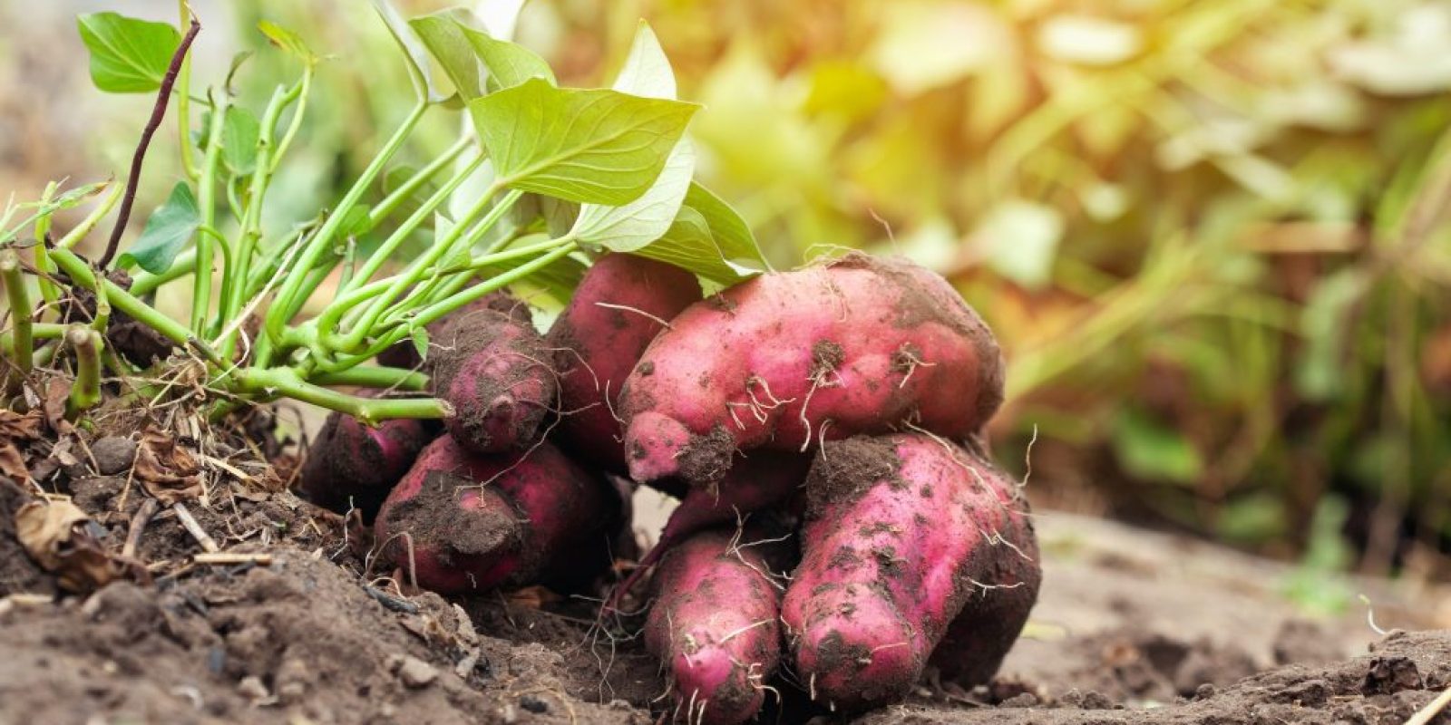 Wissenswertes über Süßkartoffeln