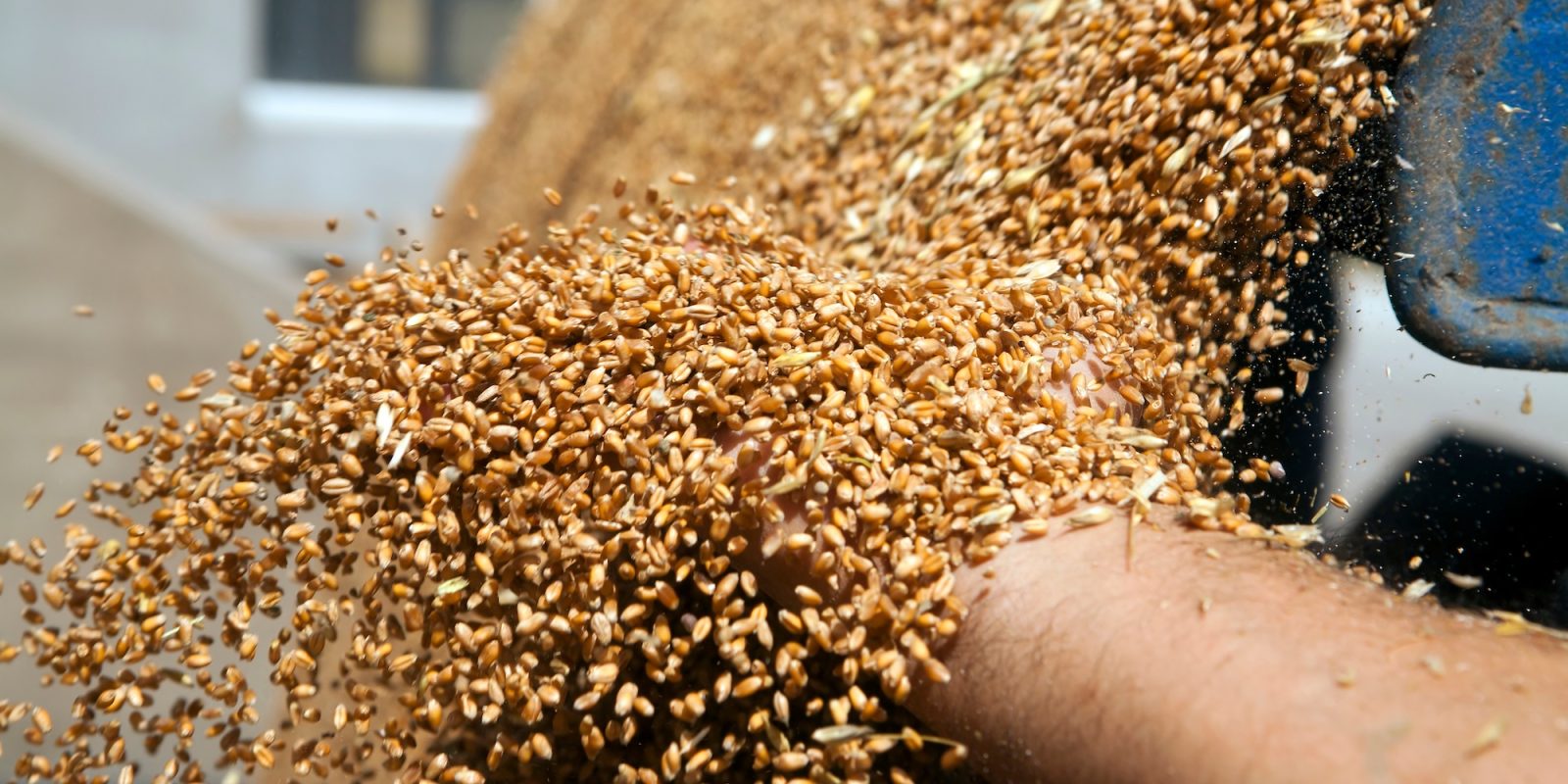 Bohnen & Getreide: Ernte, Trocknung & Lagerung