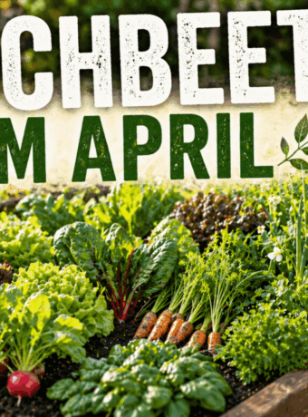 Hochbeet im April: Diese 10 Pflanzen wachsen jetzt besonders gut