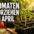 Tomaten vorziehen im April