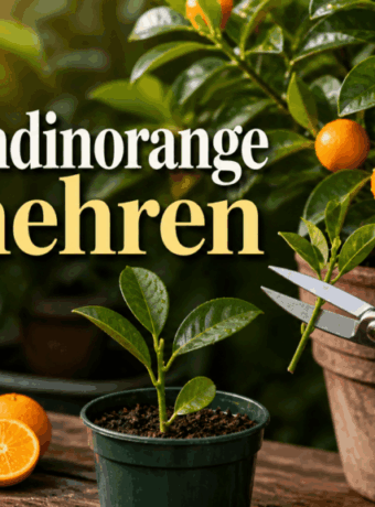 Calamondinorange vermehren