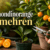 Calamondinorange vermehren
