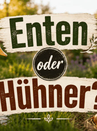 Enten oder Hühner?