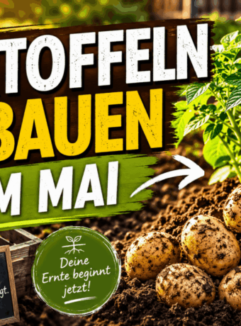 Kartoffeln anbauen im Mai
