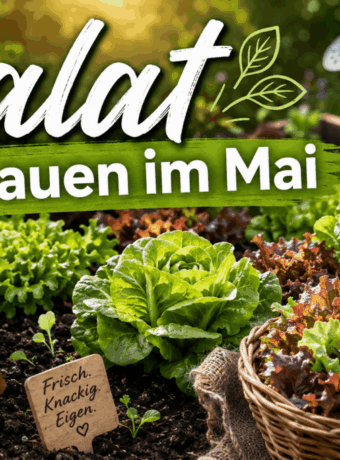 Salat anbauen im Mai