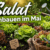 Salat anbauen im Mai