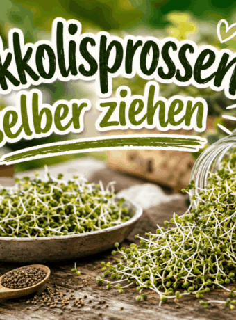 Brokkolisprossen selber ziehen