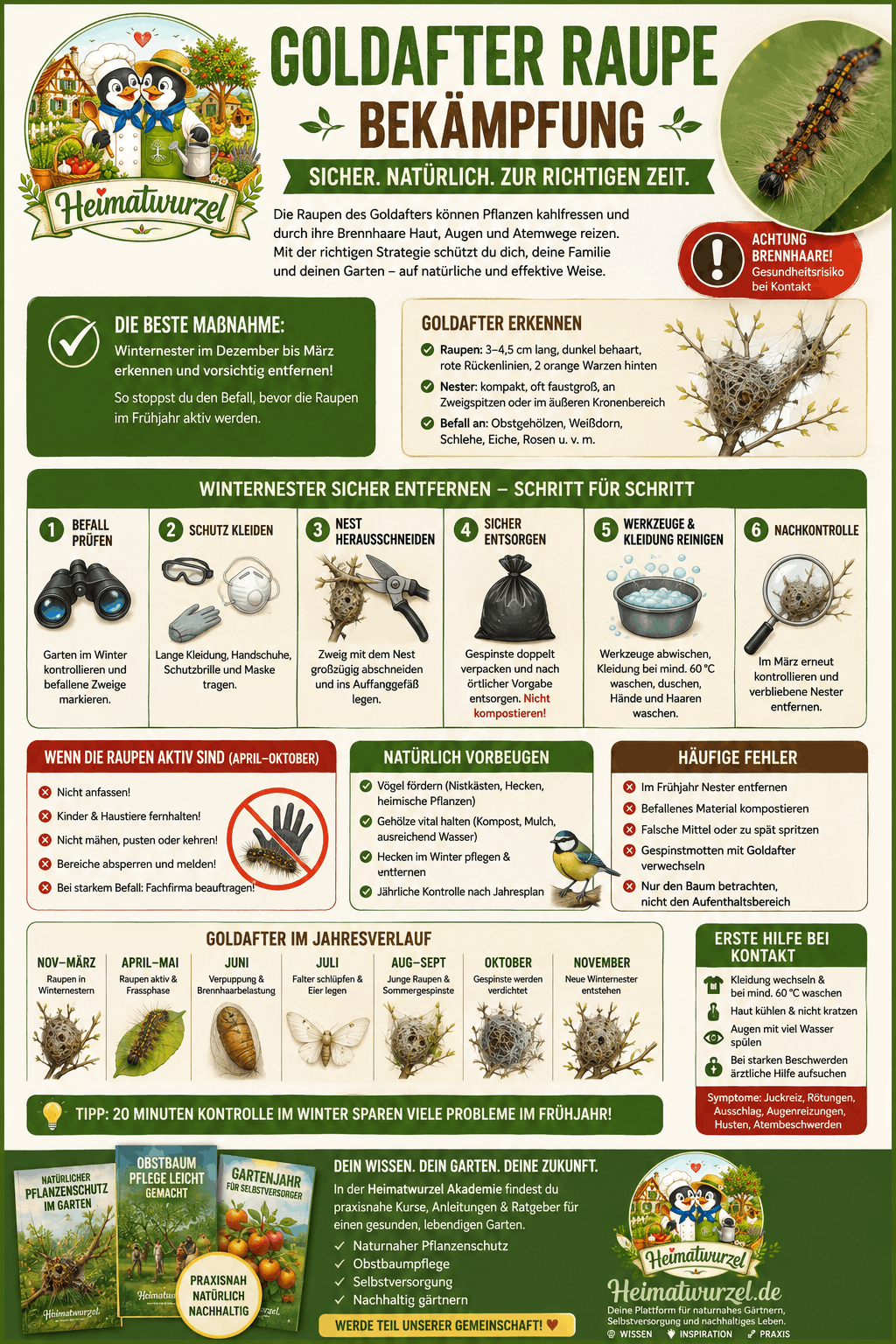 Goldafter Raupe Bekämpfung Infografik Goldafter Raupe Bekämpfung Infografik