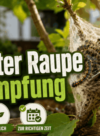 Goldafter Raupe Bekämpfung mit Naturkraft