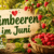 Himbeeren im Juni