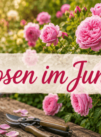 Rosen im Juni
