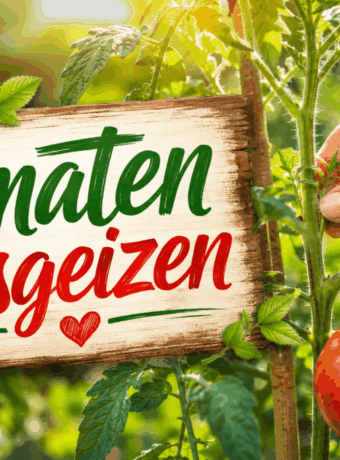 Tomaten ausgeizen