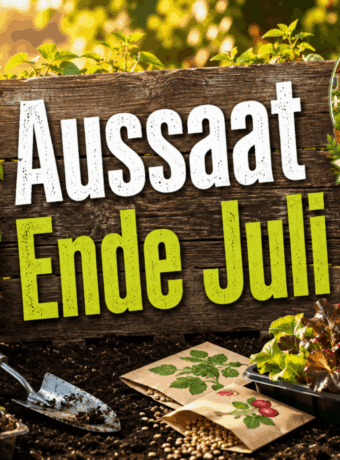 Aussaat Ende Juli