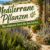 Mediterrane Pflanzen - Die schönsten Arten für den Garten