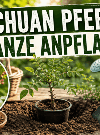 Szechuan Pfeffer Pflanze anpflanzen