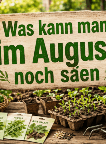 Was kann man im August noch säen?