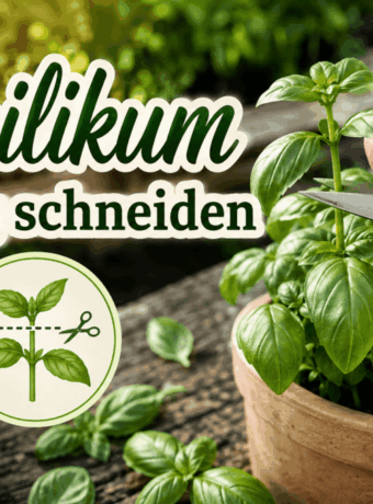Basilikum richtig schneiden