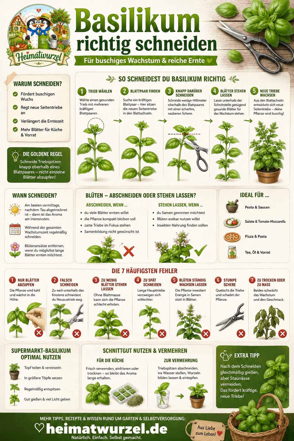 Basilikum richtig schneiden Infografik Basilikum richtig schneiden Infografik