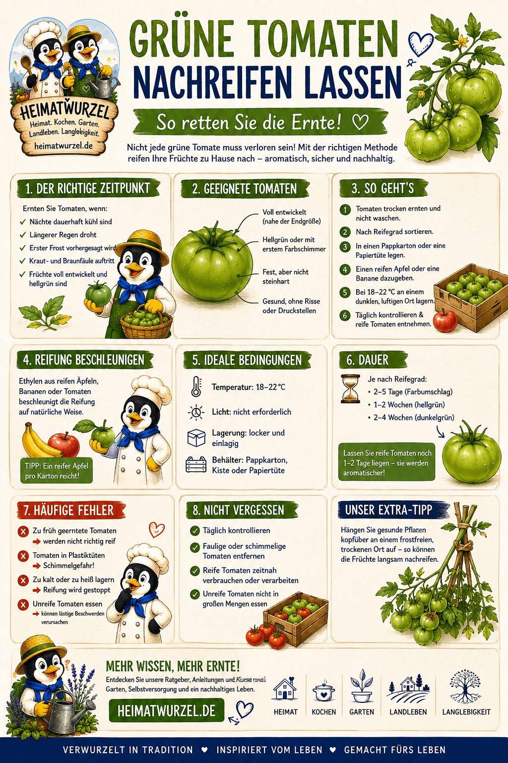 Grüne Tomaten nachreifen lassen Infografik Grüne Tomaten nachreifen lassen Infografik