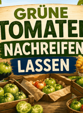 Grüne Tomaten nachreifen lassen