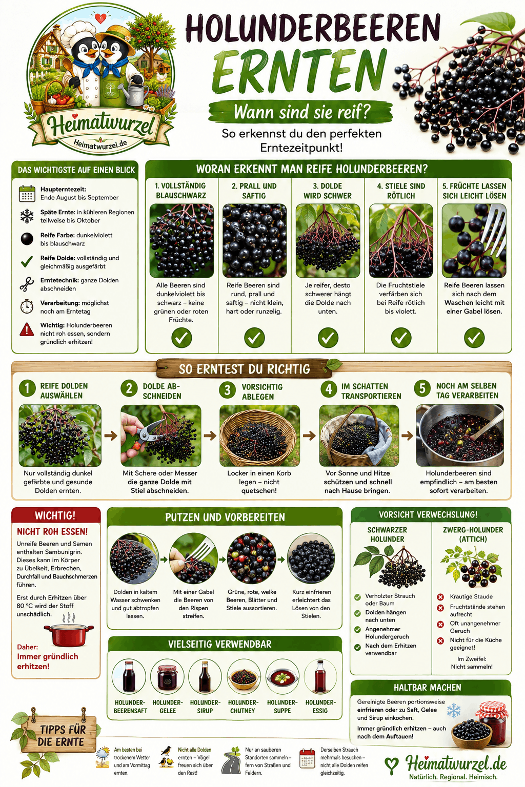 Holunderbeeren ernten Infografik Holunderbeeren ernten Infografik