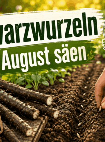 Schwarzwurzeln im August säen